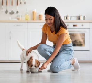 automatic pet feeder