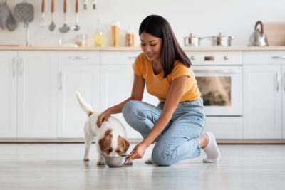 automatic pet feeder