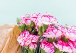 wholesale carnations