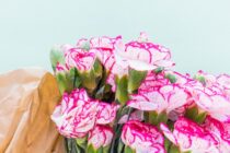 wholesale carnations