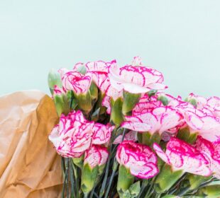 wholesale carnations