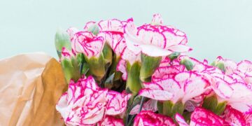wholesale carnations
