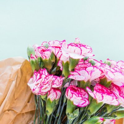 wholesale carnations