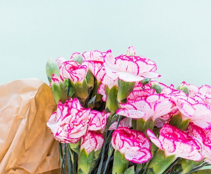 wholesale carnations