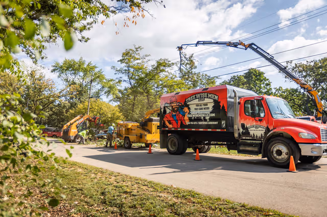tree health assessment