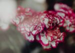 carnations in bulk
