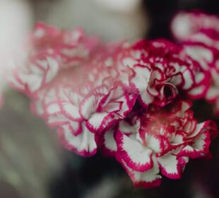 carnations in bulk