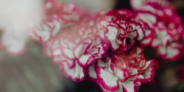 carnations in bulk