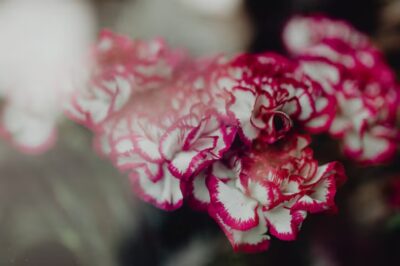 carnations in bulk