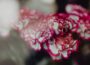 carnations in bulk