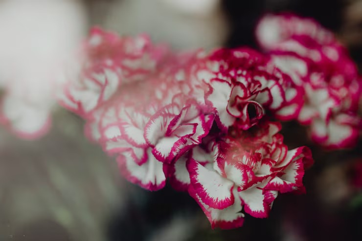 carnations in bulk