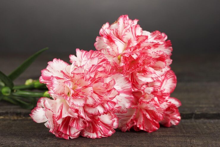 carnations in bulk